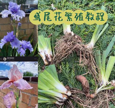 鸢尾兰开花后怎么繁殖 巴西鸢尾兰开花后修剪