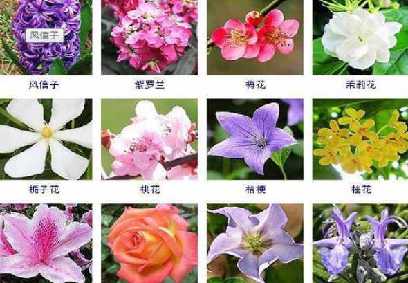 花草树木的名字都有哪些 有毒的花草树木都有哪些名字