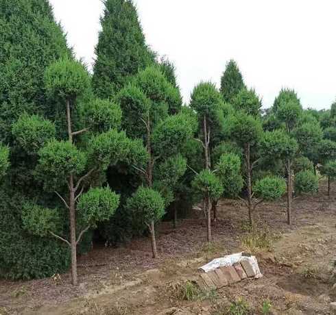 什么和桧柏搭配的植物 桧柏球是什么植物