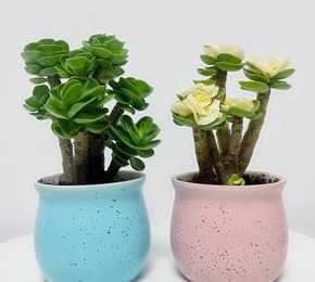 室内盆栽养什么最健康 最适合室内养的十种植物有什么