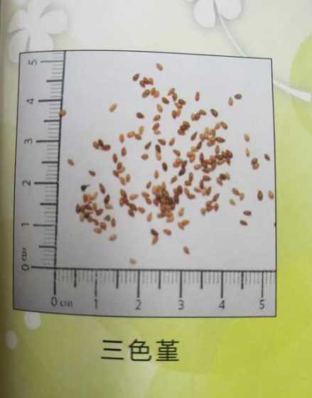 三色堇种子怎么样处理 三色堇播种前种子如何处理需要注意哪些细节