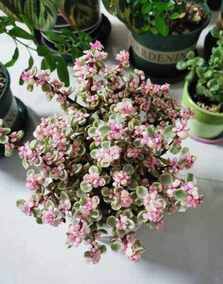 雅乐之舞怎么使花变红 雅乐之舞怎么养才变红 有什么窍门
