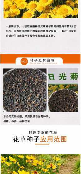 什么花种子最容易种植 什么花种的种子比较容易种植