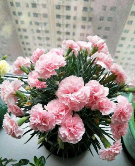 康乃馨这个花怎么管理 康乃馨花期怎么养护管理