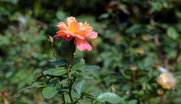 11月开花的花草有哪些 十月份草花有哪些品种,花期在9至11月的草本花卉