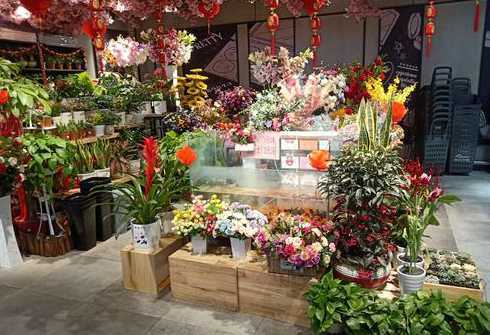 门市上适合摆放什么花 门市放什么绿植招财店面适合养什么植物