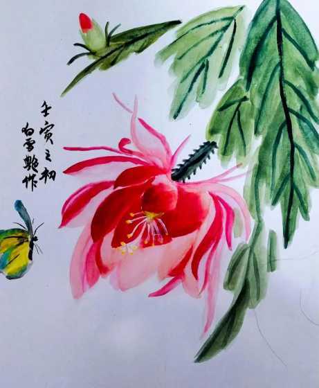 荷花令箭的花语是什么 令箭荷花的花语是什么