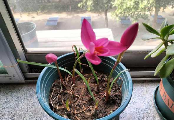 兰花开花后花茎怎么办 兰花开花后怎么处理