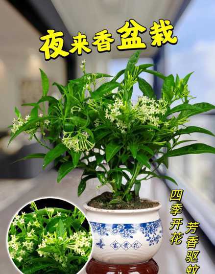 室内花草夜间需要浇水吗 花草什么时候浇水最好