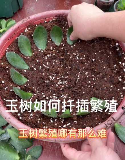玉树怎么栽培怎么扦插 玉树怎么扦插的具体方法(教你玉树的栽培技术)