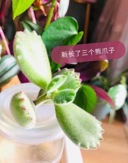 熊童子为什么没爪子了 熊童子爪子不红正常吗 熊童子怎么样爪子才是红的