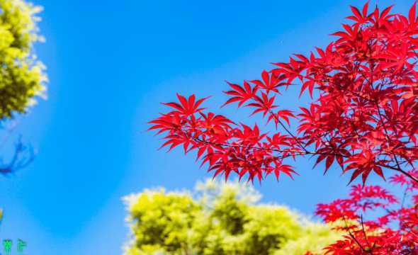 红枫树夏季是什么颜色 红枫是常绿还是落叶