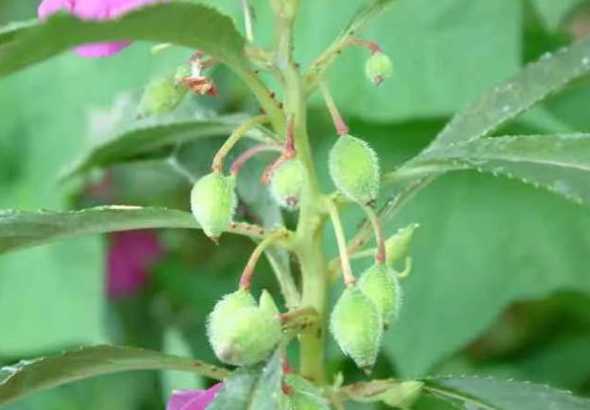 风仙花靠什么播种种子 凤仙花准备了什么,借助什么传播种子