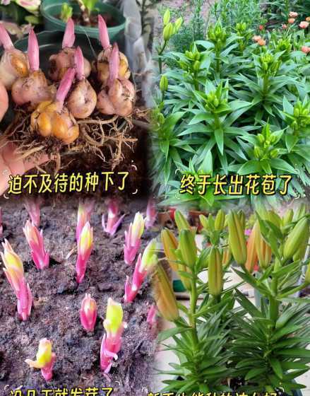 香水百合盆栽怎么养殖 香水百合花怎么养 盆栽