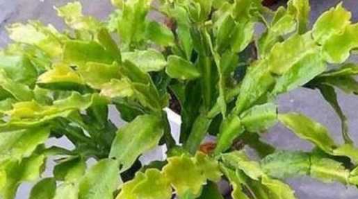 蟹爪兰叶子发黄怎么办 蟹爪兰叶子发黄怎么办叶子发黄的原因及处理办法