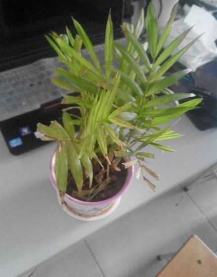 椰子竹叶子发黄怎么办 我养的椰竹的叶子慢慢变黄了怎么办呢