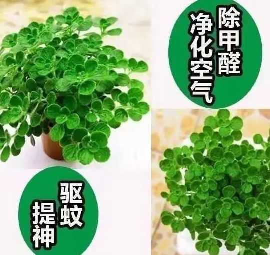 碰碰香怎么养才能长得 碰碰香应该怎么养 碰碰香的养殖方法和注意事项