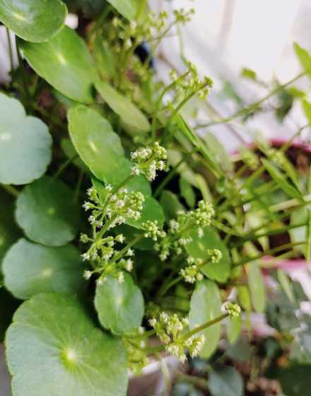 铜钱草在什么季节开花 铜钱草老开花什么原因