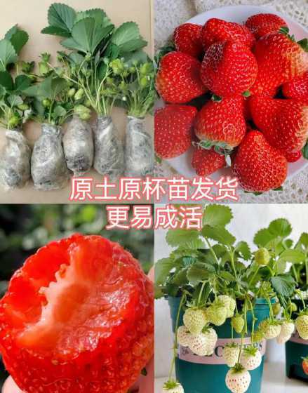 四季草莓盆栽怎么养殖 盆栽四季草莓如何管理