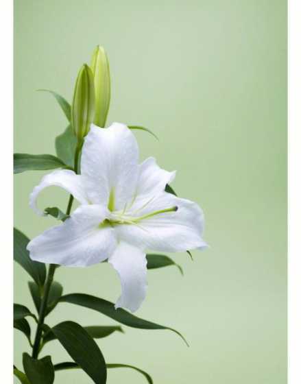 百合花为什么越养越白 为什么红色的百合花和白色的百合花放一起养都变白色了