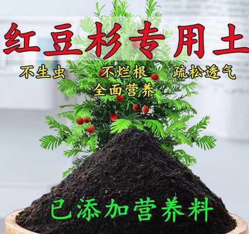 红豆杉种植栽培什么土 红豆杉树用什么土质栽培