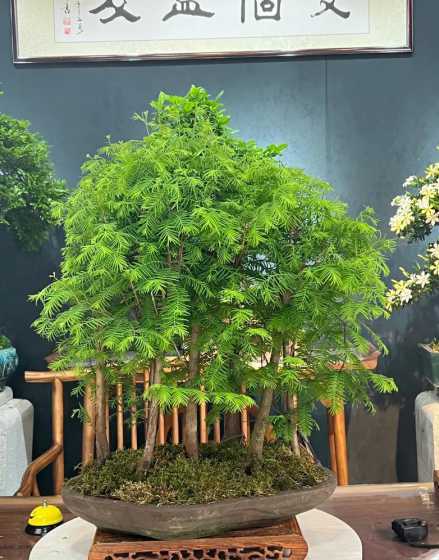 水杉盆栽是怎么制作的 绿萝盆栽怎么养