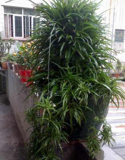 吊兰之上不下怎么解决 金心吊兰不开花怎么办