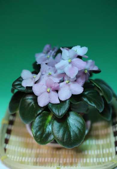 青叶碧玉花是什么颜色 小家碧玉会开花吗开什么样的花