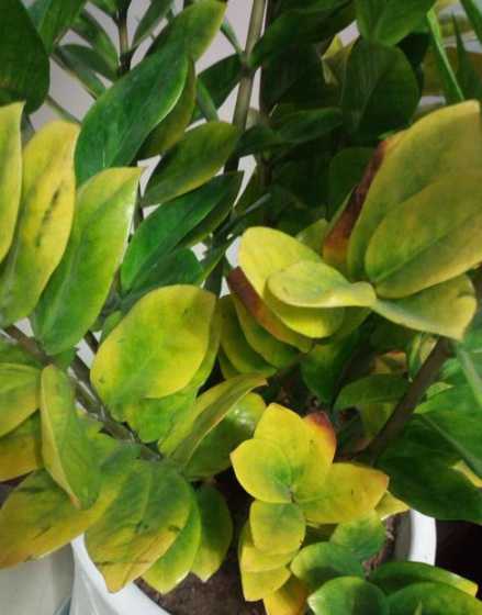 水金钱叶子为什么变黄 金钱树叶子为什么会发黄