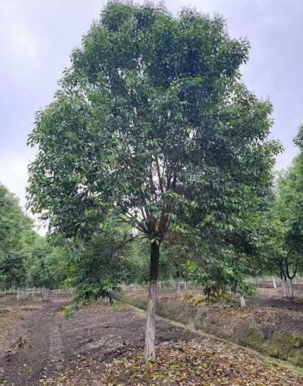 大叶女贞叶子有什么用 为什么大叶女贞冬天叶子抽了,它不是常绿的嘛