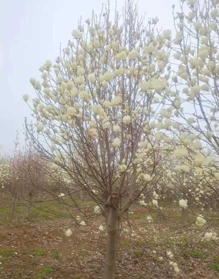 白玉兰15公分什么价 各种花的花语是什么