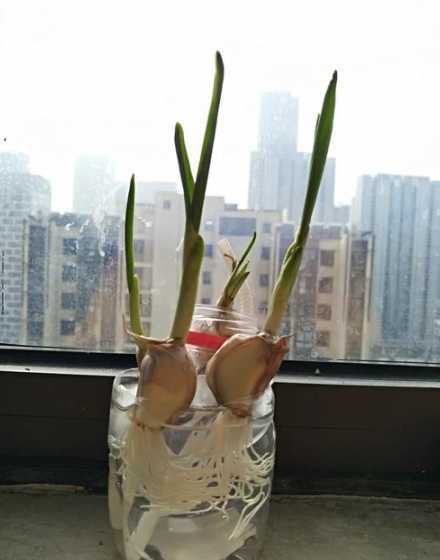 水培大蒜变红怎么回事 水培大蒜的外皮为什么会变红