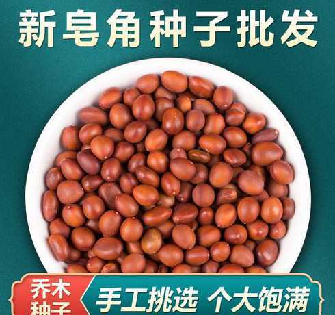 皂角种子一斤有多少个 皂角米在哪买皂角米多少钱一斤