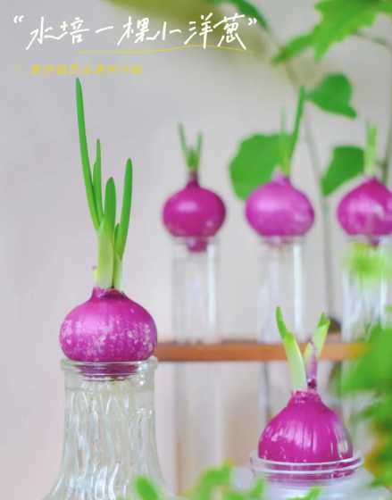 阳台洋葱怎么种植方法 阳台种洋葱有什么好处