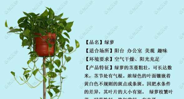 绿萝通过什么吸收水分 绿萝吸收甲醛过量会有什么症状