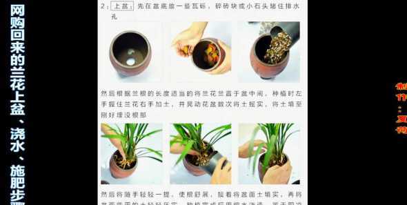 兰花换盆之后怎么浇水 兰花换盆后怎么浇水