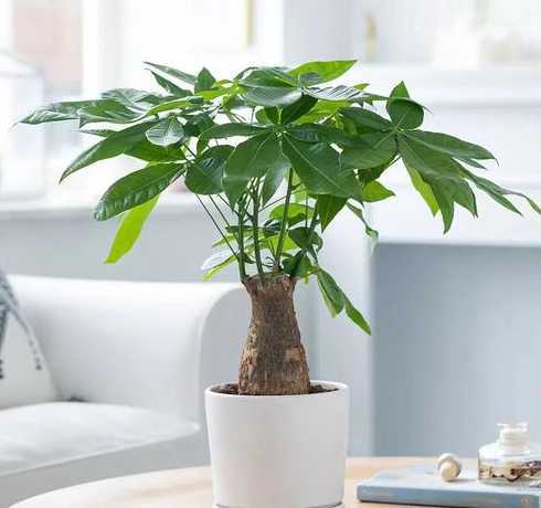 适合在室内养的花草树木 室内适合养什么花草 室内适合养什么花草树木