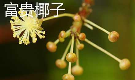富贵椰子种子怎么种植 袖珍椰子是富贵椰子吗