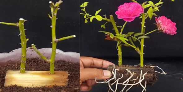 现在有什么花可以扦插 哪些花扦插可以活