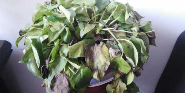 甲醛太重绿萝会怎么样 绿萝会因为甲醛超标死亡吗