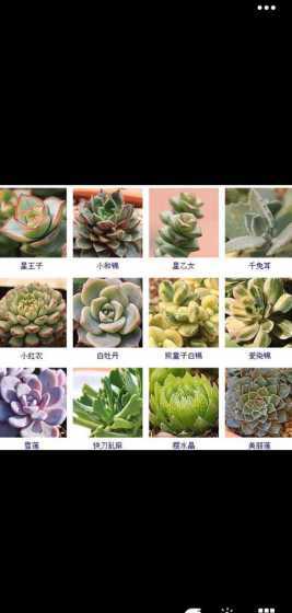 为什么有的多肉要上千 为什么要养多肉