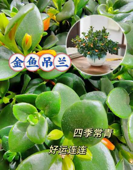 金鱼吊兰的叶子像什么 这种绿植叫什么名字