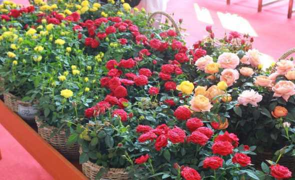 玫瑰花在室内怎么种植 如何在室内种植玫瑰