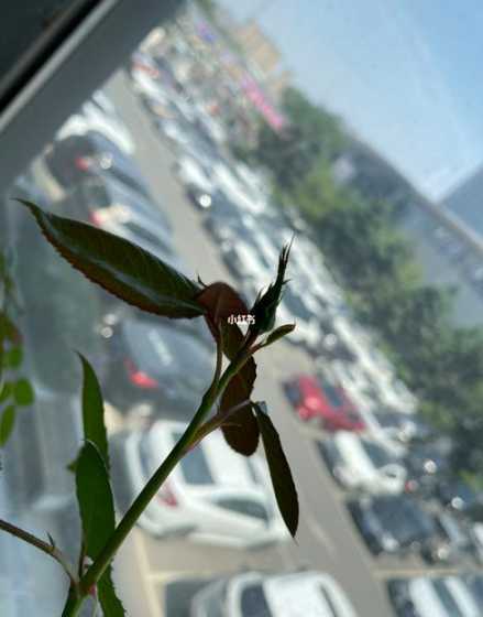 盆栽玫瑰花怎么长花苞 玫瑰花怎么剪花苞