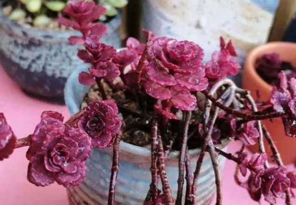 小球玫瑰夏天怎么浇水 小球玫瑰怎么浇水,小球玫瑰的浇水方法