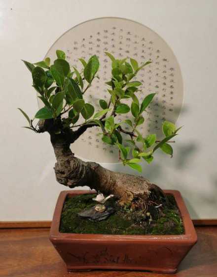 盆栽榕树什么时间入室 榕树盆栽可以卧室内养吗