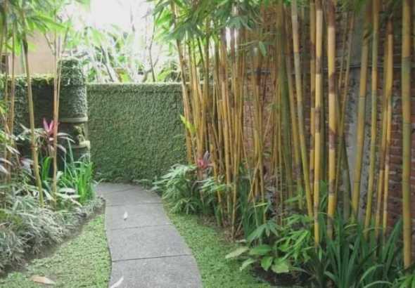 庭院栽什么竹子好打理 最适合庭院种植的竹子有哪些