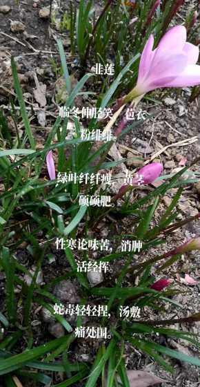 韭菜莲为什么叫韭菜莲 韭菜莲的花语_韭菜莲的花语和寓意