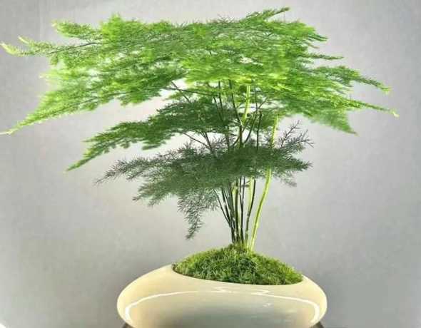 文竹不宜摆在什么地方 文竹摆放在哪个位置风水好