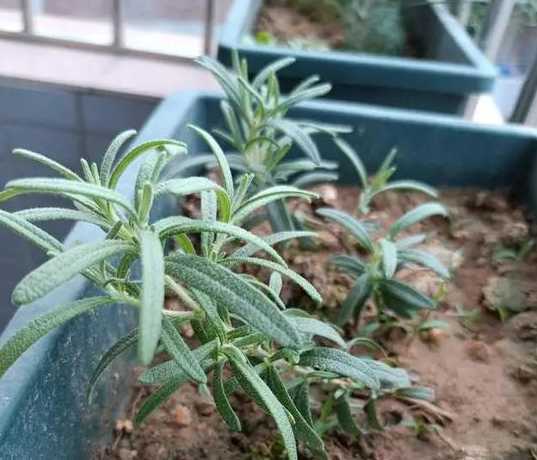 怎么判断迷迭香要浇水 迷迭香怎么养-简短介绍